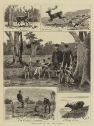Eine Hirschjagd im New Forest